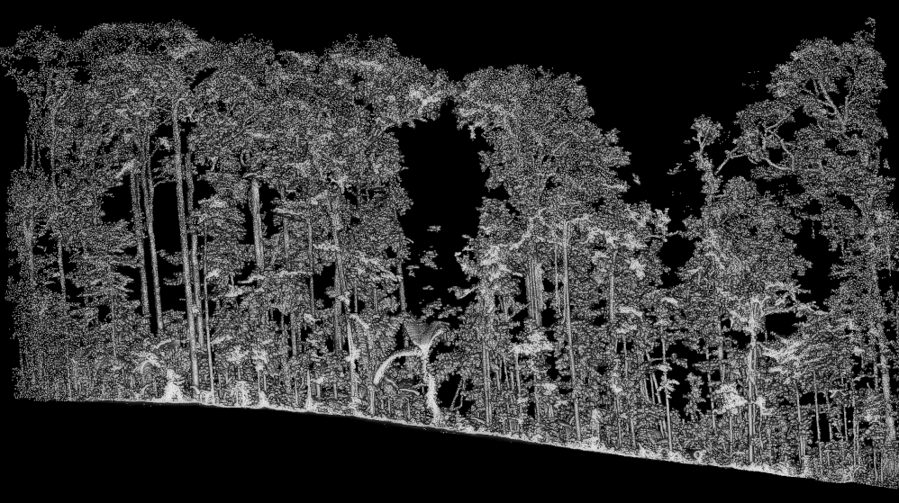 A typical great MLS dataset in a tropical rainforest. No noise; the trees are sampled to the top.