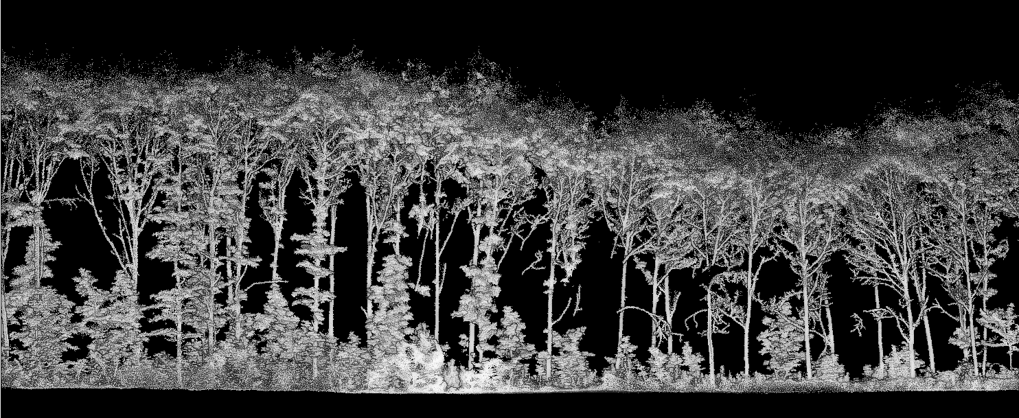 A typical great MLS dataset in an oak plantation. No noise; the trees are sampled to the top.
