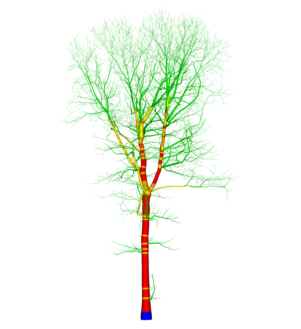 Radius fitting quality classes used in the QSM. Colors are illustrative only and do not represent a fixed or permanent color scheme. Blue: prolongation; Green: reconstuction; Yellow: interpolation; Orange: good measurement; Red: exellent measurement.