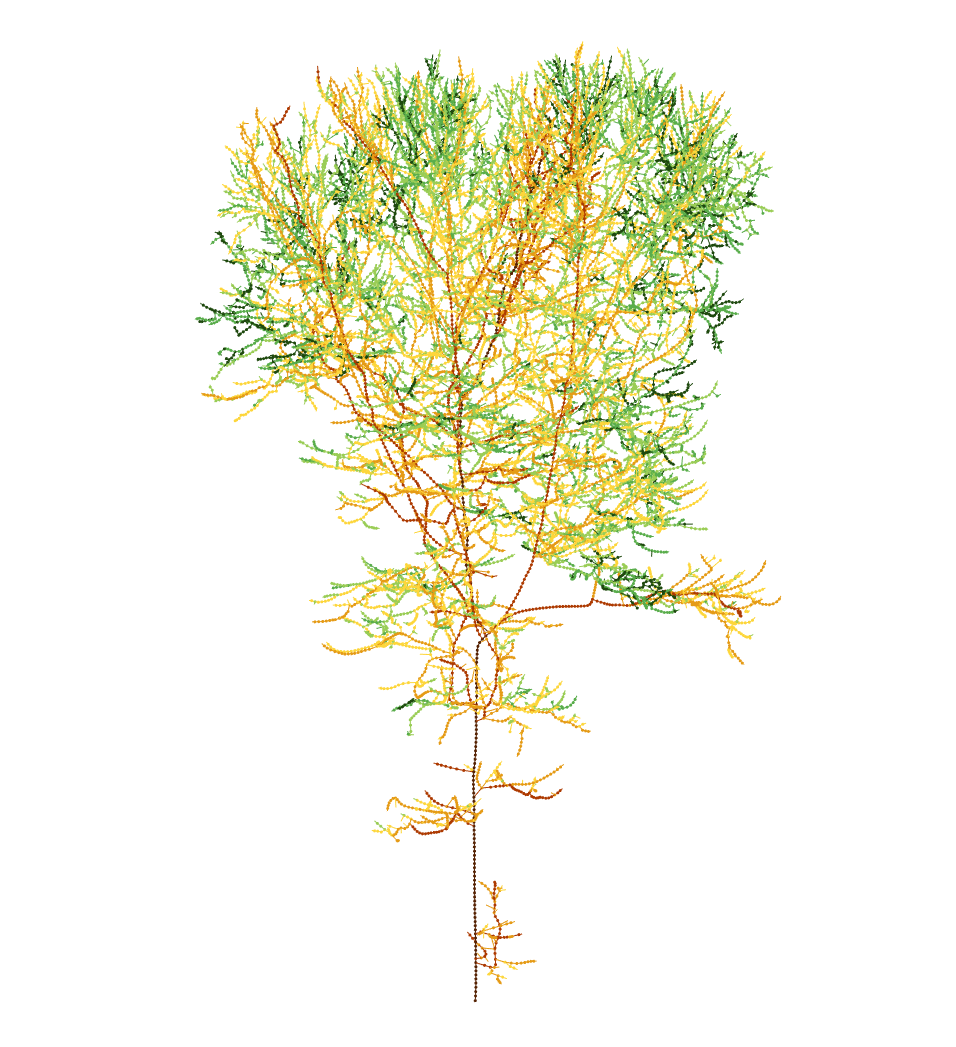 Reconstructed tree skeleton colored by branch order. The topology is obtained by greedily connecting nodes according to the original aRchi growth-based strategy.