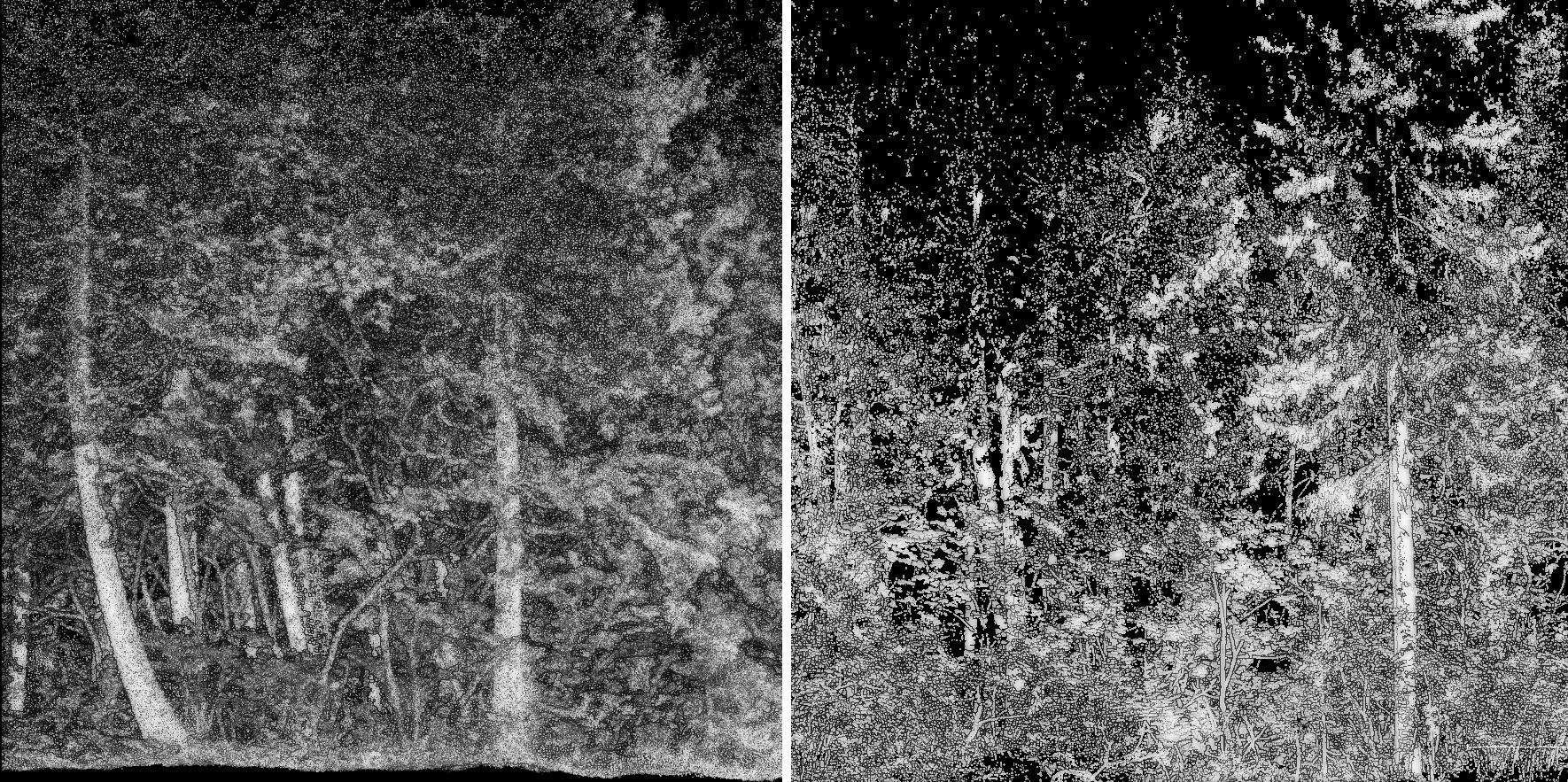 Two scans of the same forest plot: left: MLS, right: TLS. In the MLS dataset, all trees are fully sampled, the scene coverage is nearly 100%, with minimal occlusion. In contrast, the TLS dataset consists of only five scans, leading to incomplete coverage: several trees are entirely missing or so sparsely sampled that they are effectively unusable. Most visible trees are scanned only from one side, resulting in significant occlusion and shadow zones. Despite representing the same physical location, these two point clouds differ substantially in terms of available and reliable matching features, which poses a real challenge for alignment.